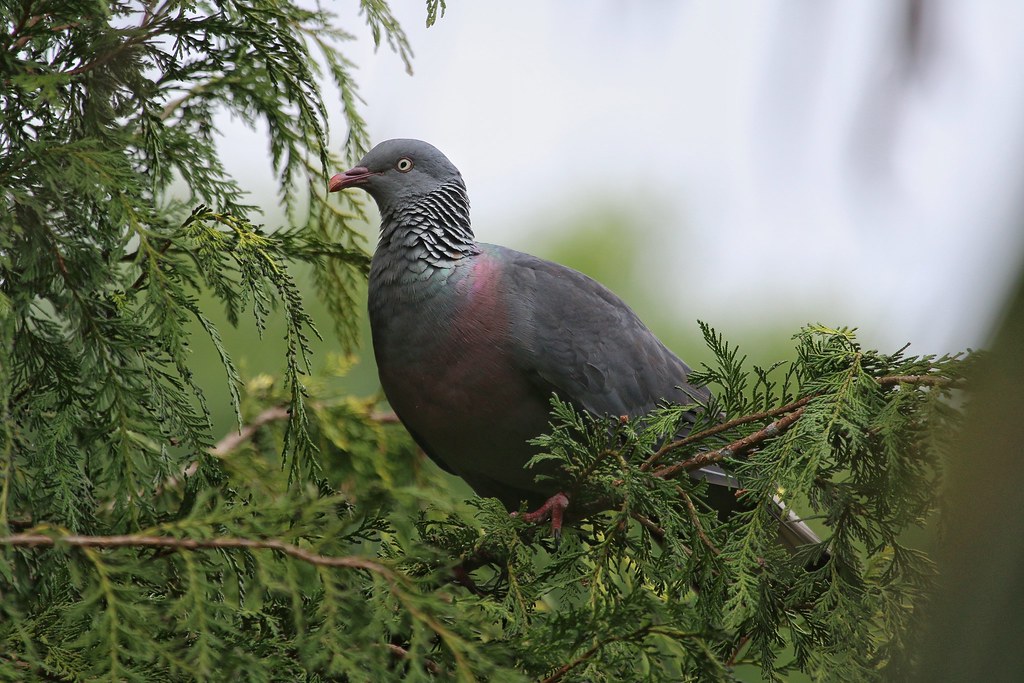 Trocaz Pigeon