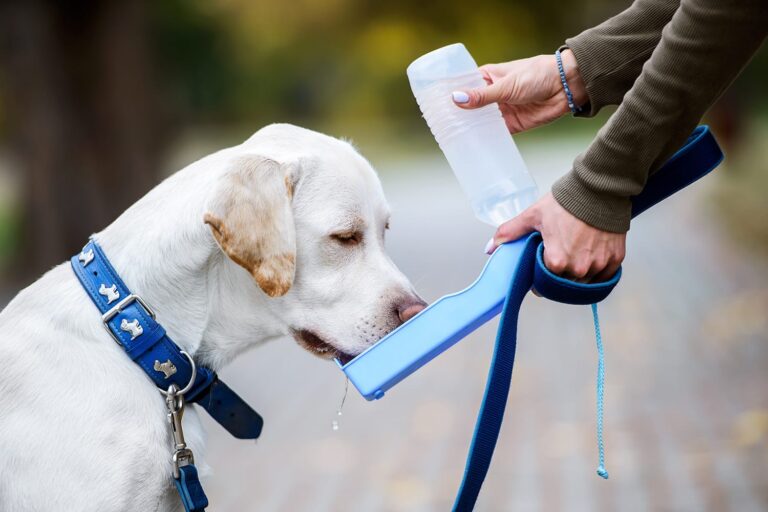 5 Best Portable Dog Water Bottles for on-the-go Hydration
