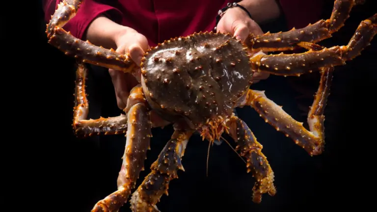 Top 5 Biggest Crabs in the World You Have to See