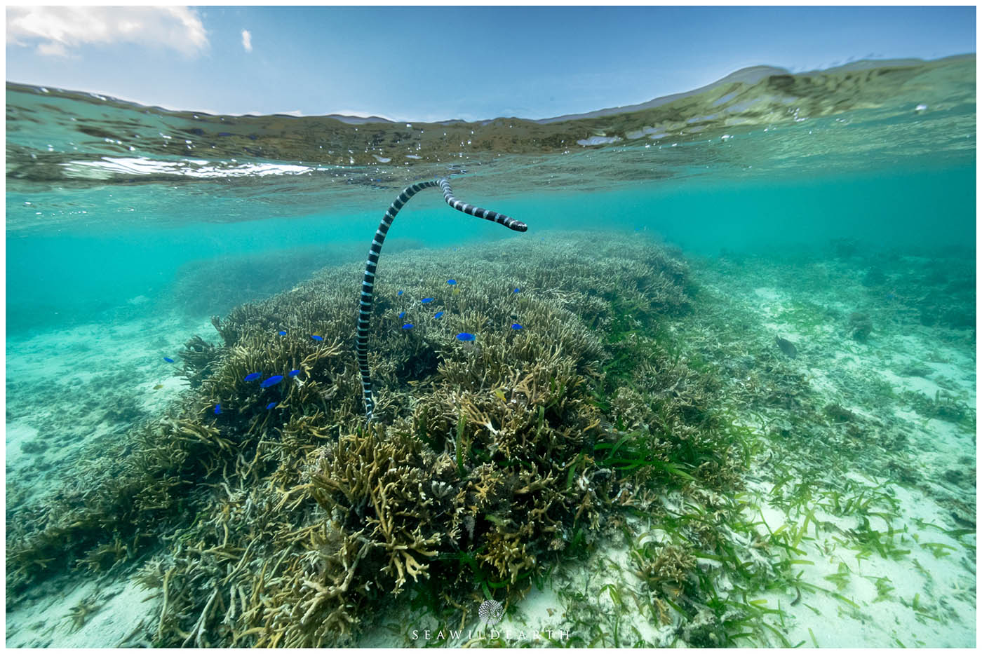 Black-banded Sea Krait