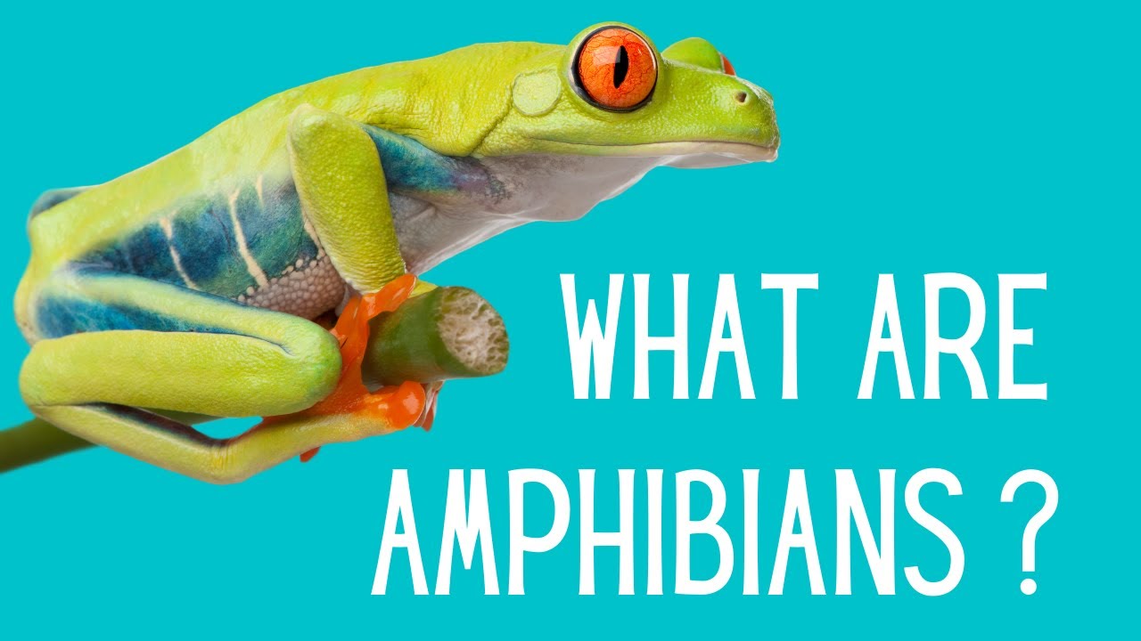 Characteristics of Amphibians