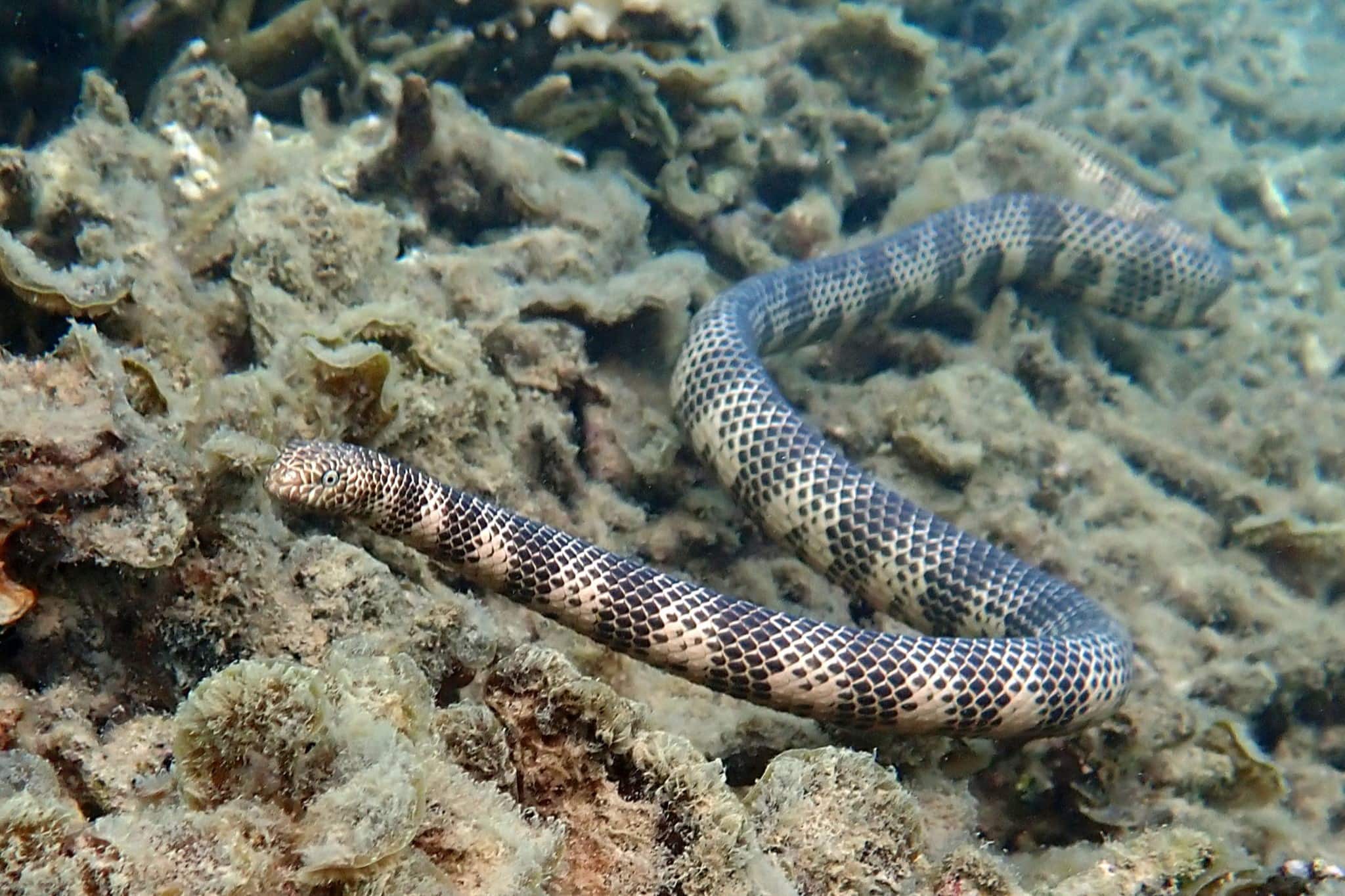 Dubois' Sea Snake