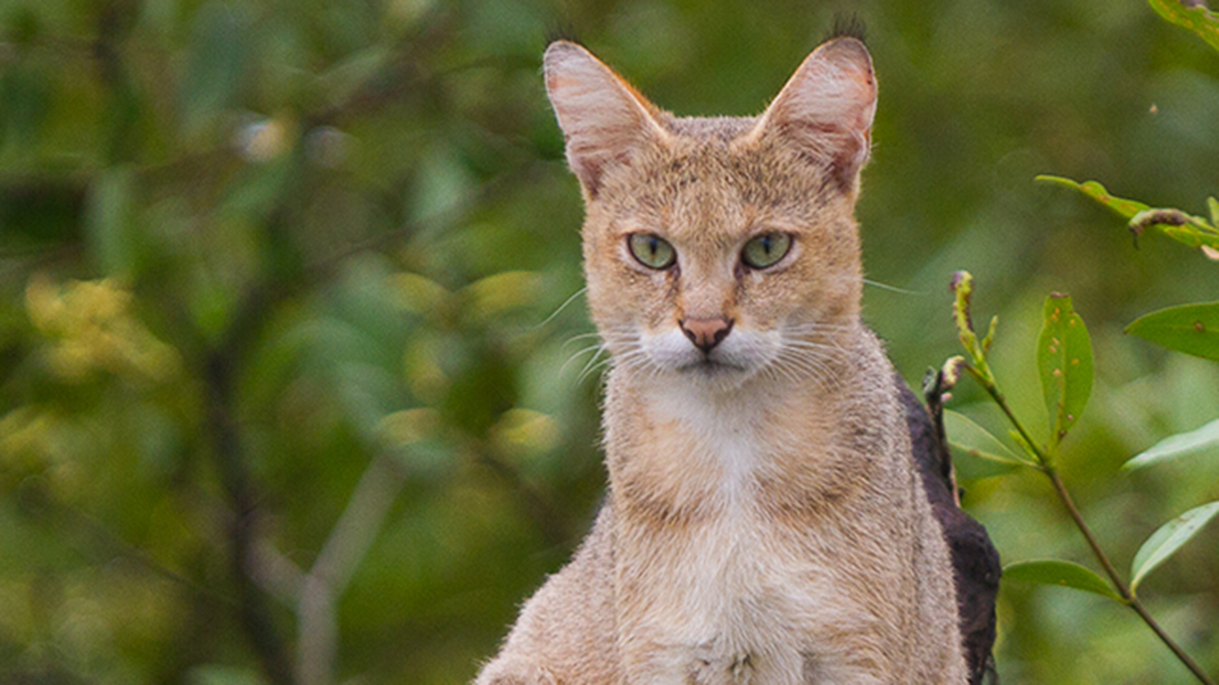 Exotic Pets That Are Legal In Michigan