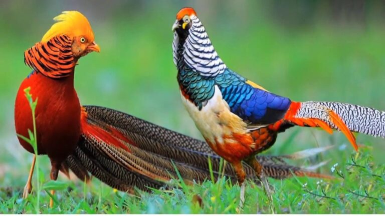 10 Stunning Facts About Pheasants That Will Leave You Amazed