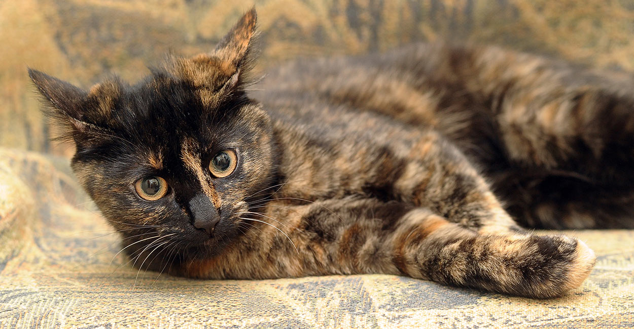 Facts About Tortoiseshell Cats