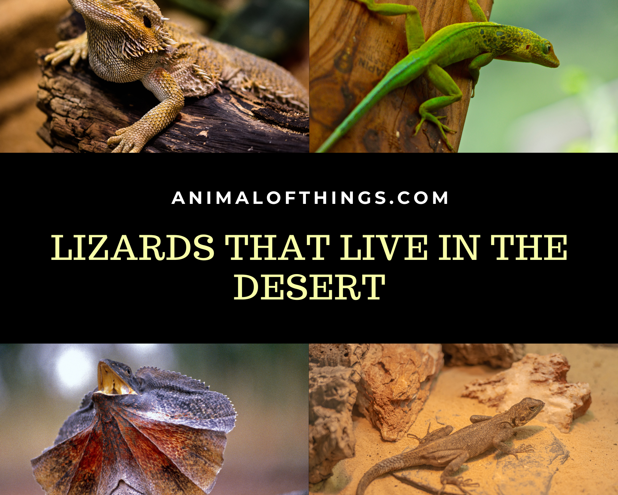 Lizards That Live In The Desert