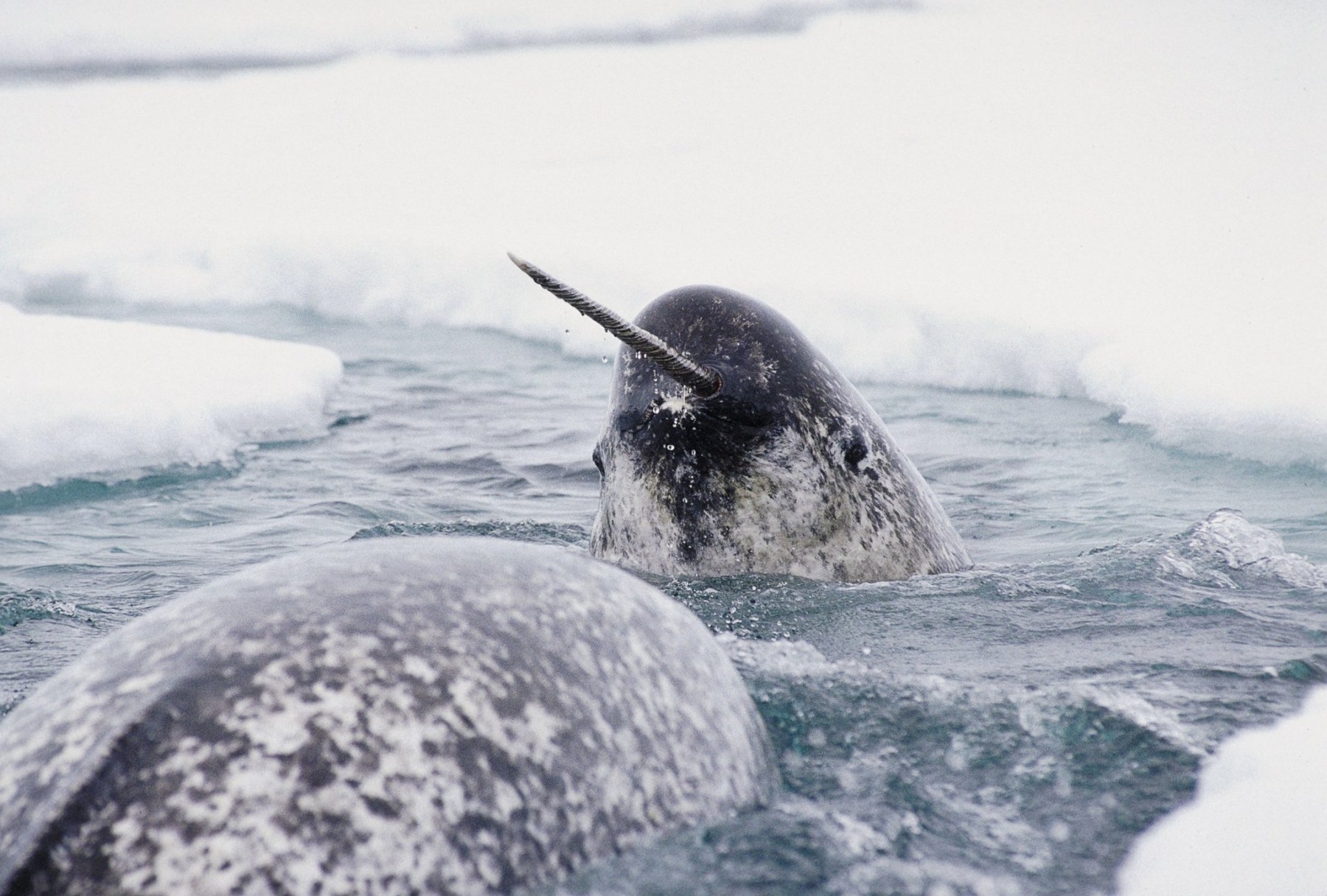 Narwhals