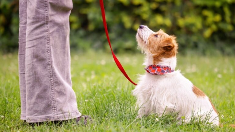 What Are the Pros and Cons of Positive Reinforcement Dog Training?