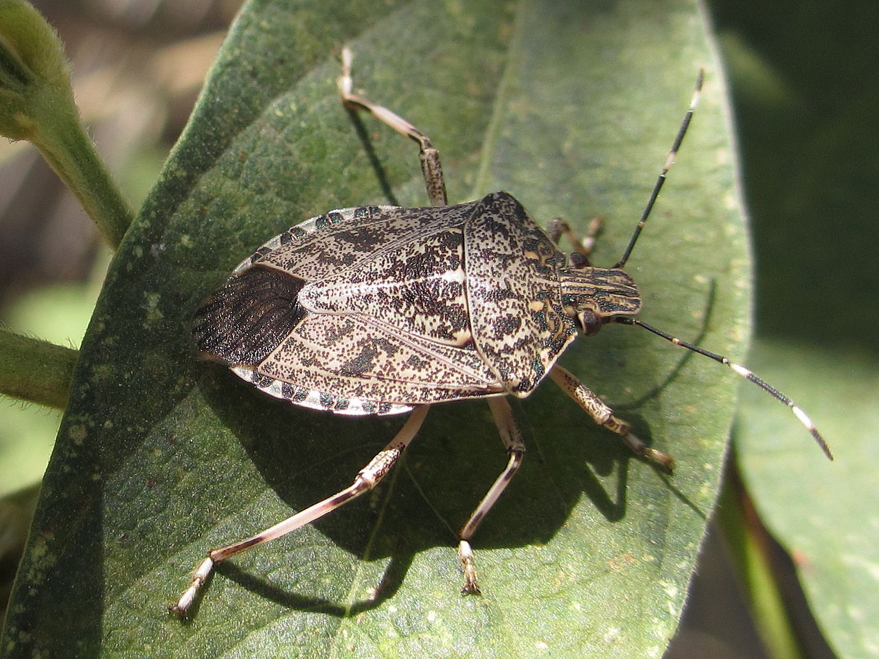 Types of Stink Bugs in Texas
