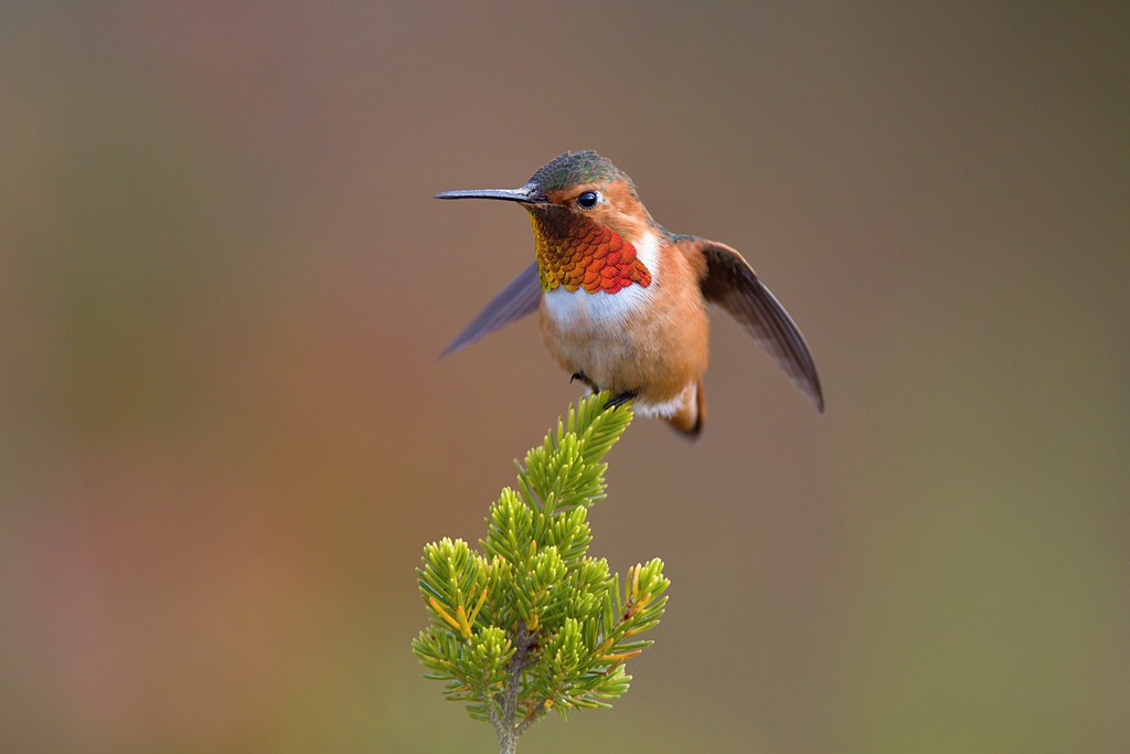 Allen's Hummingbird