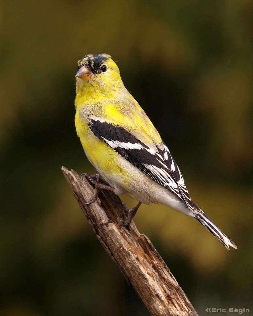 American Goldfinch
