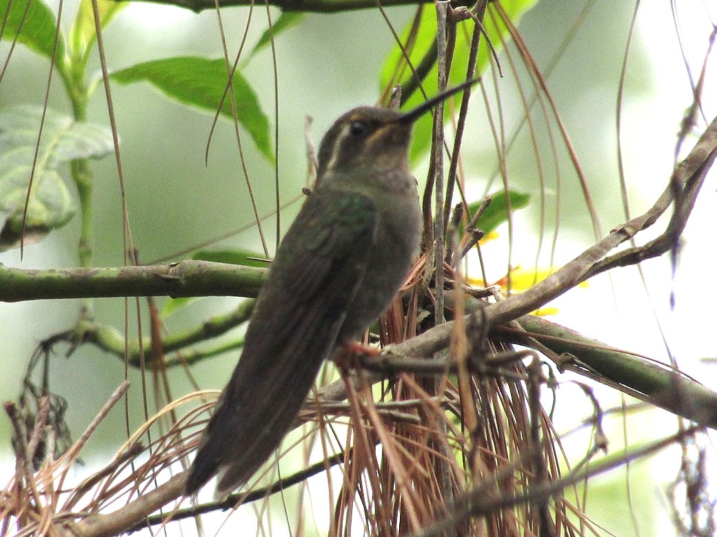Amethyst-Throated Mountaingem