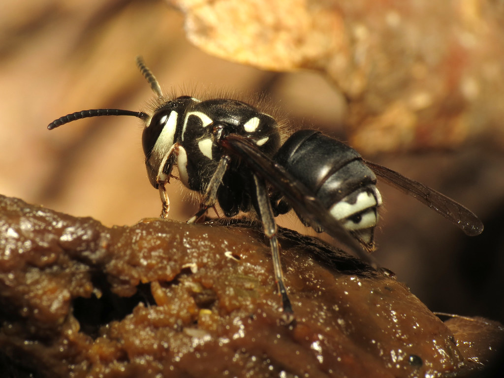 Bald-faced Hornet