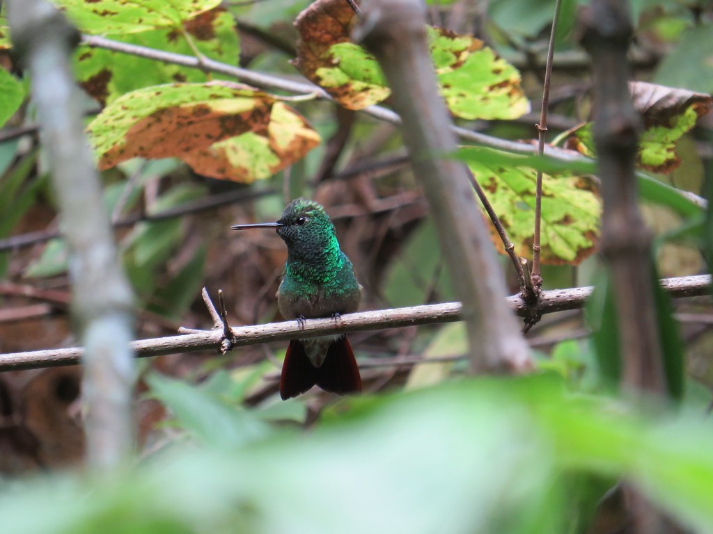 Berylline Hummingbird