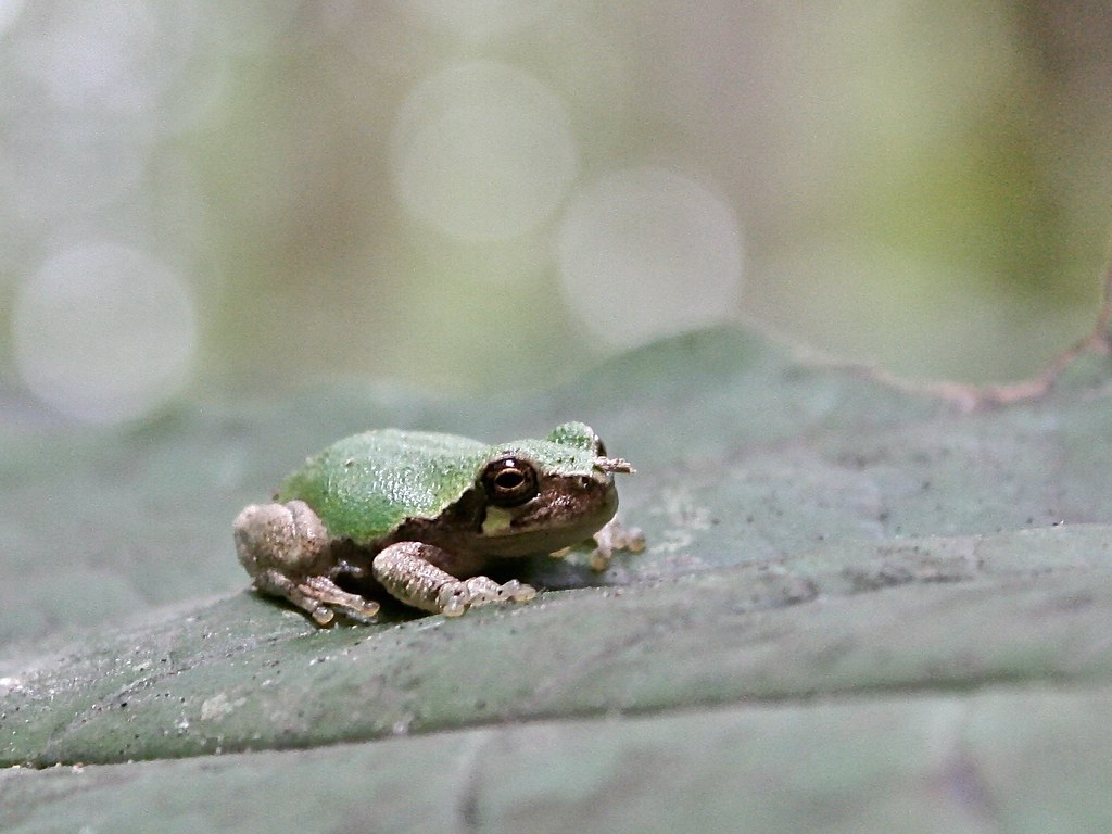 Bird-Voiced Tree Frog