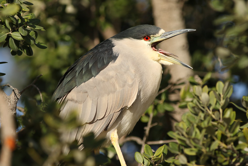 Black-Crowned Night Heron