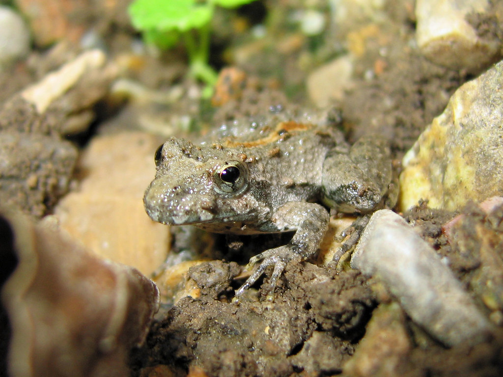 Blanchard's Cricket Frog