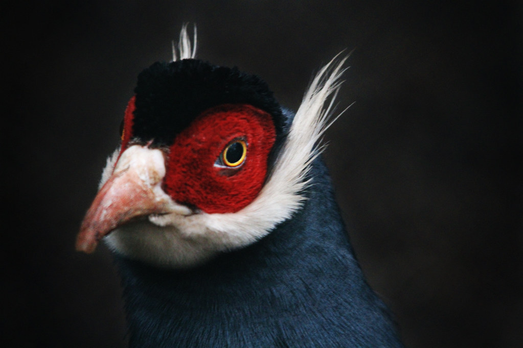 Blue-eared Pheasant