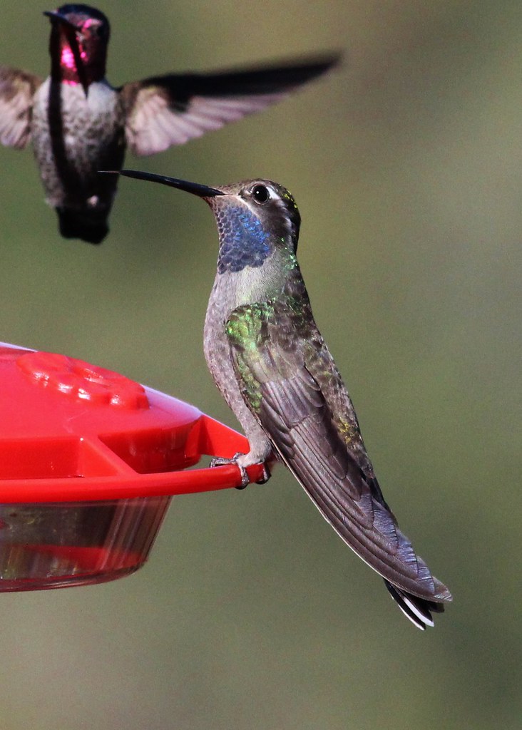 Blue-Throated Hummingbird