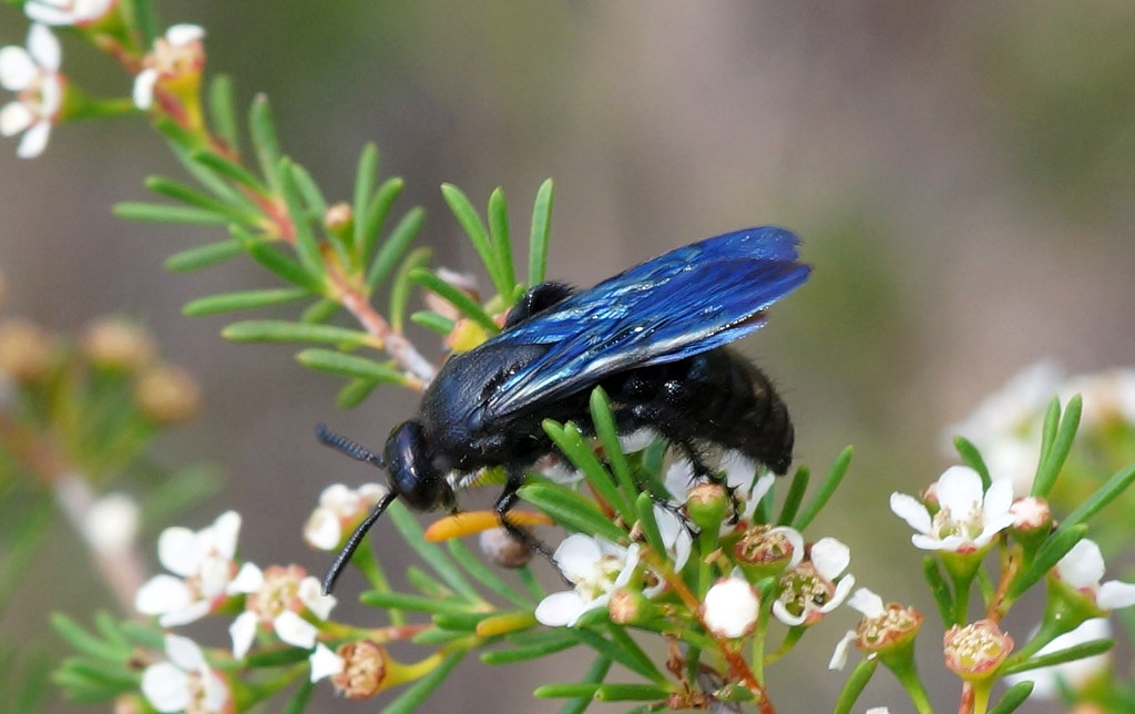 Blue-winged Wasp