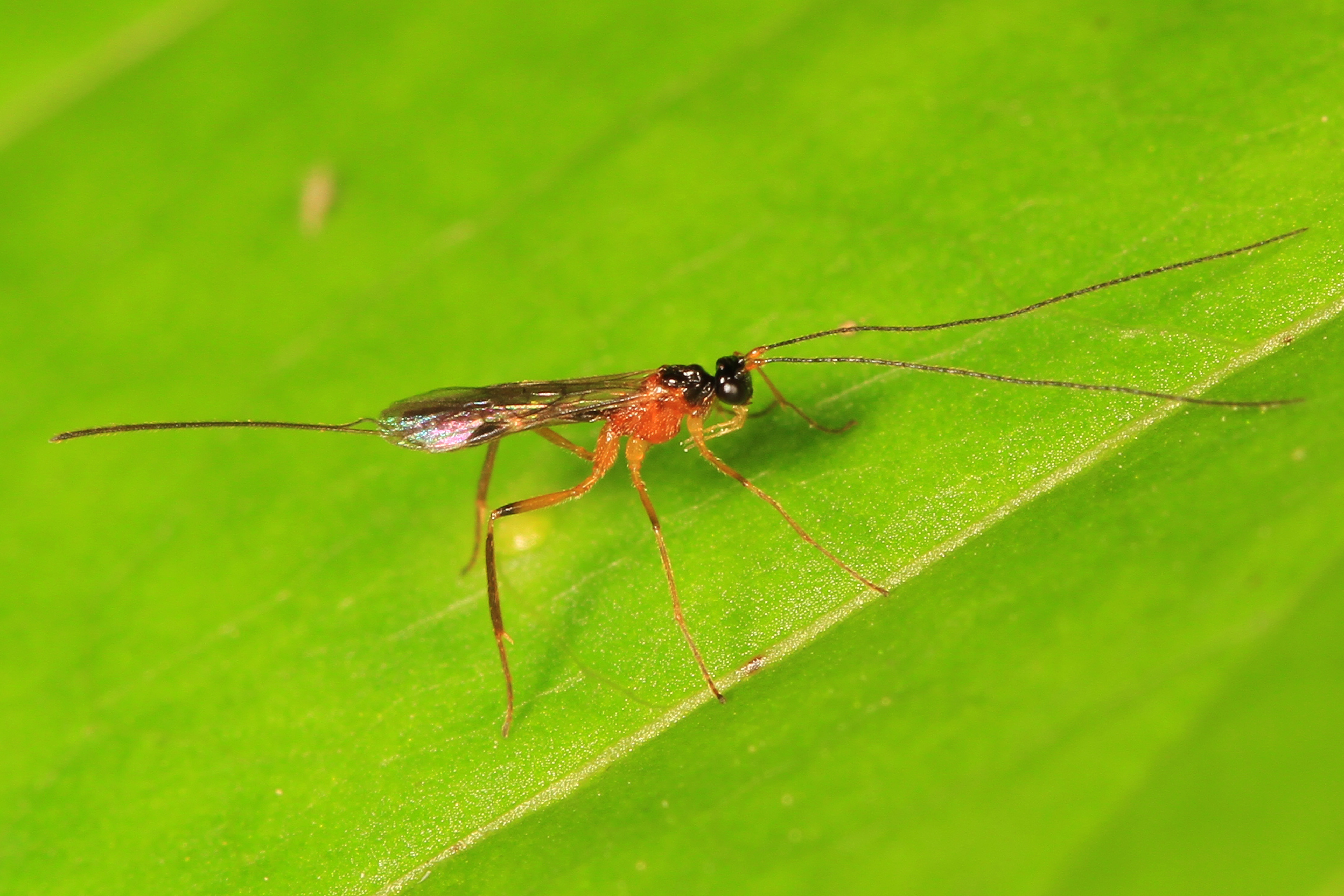 Braconid Wasp