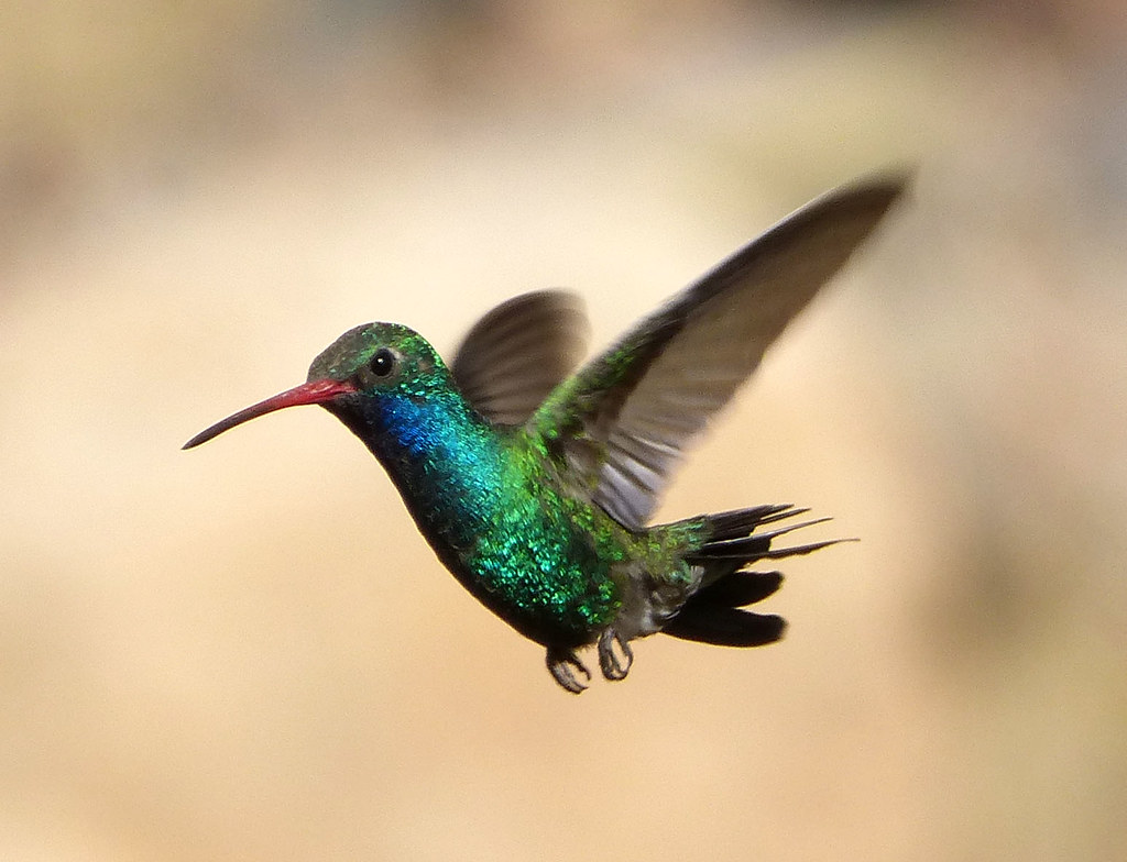 Broad-Billed Hummingbird