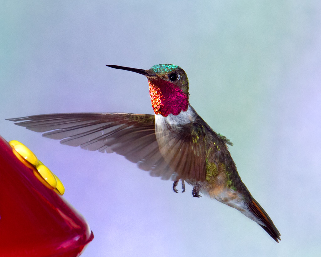 Broad-tailed Hummingbird