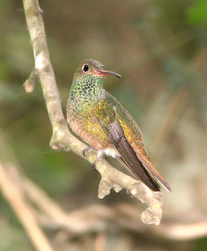 Buff-Bellied Hummingbird