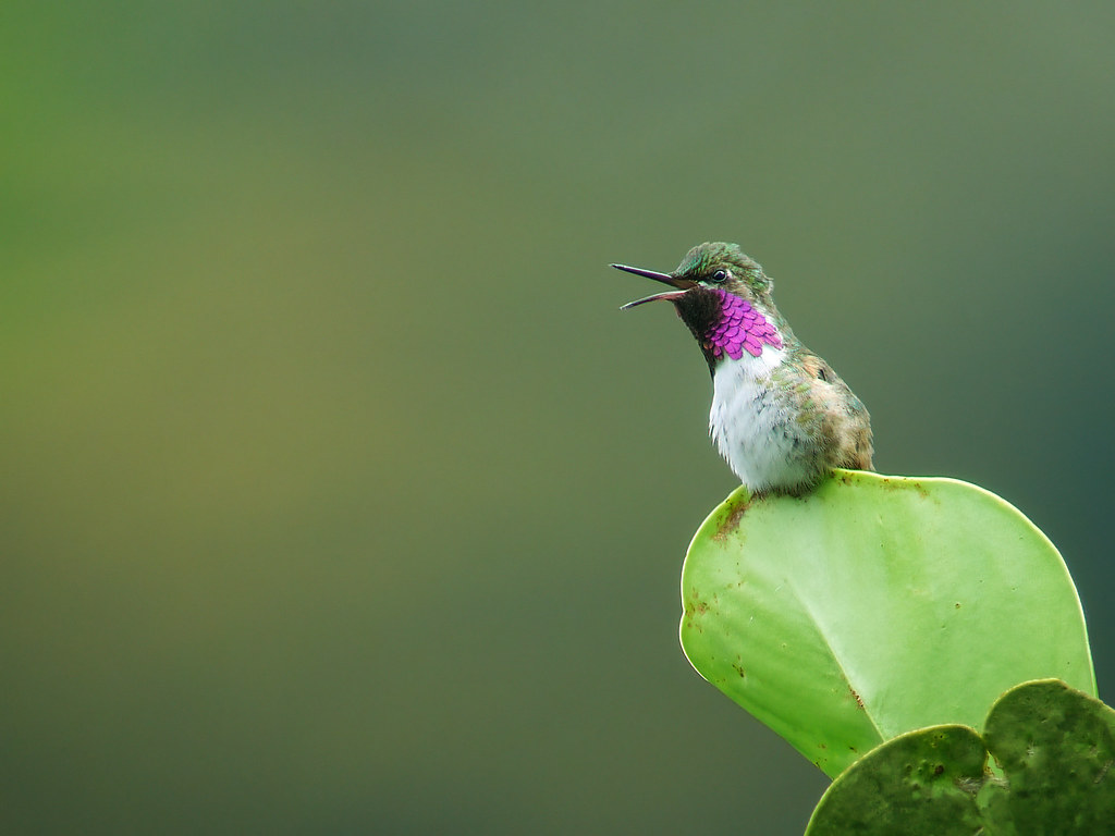 Bumblebee Hummingbird