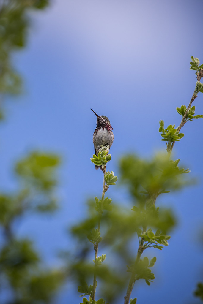 Calliope Hummingbird