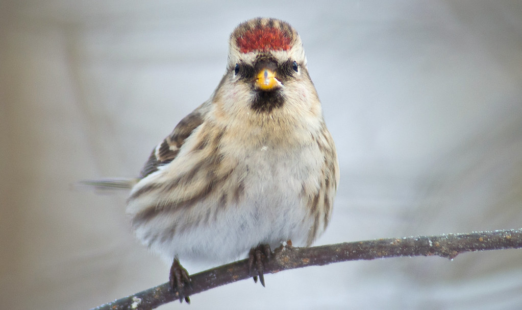 Common Redpoll