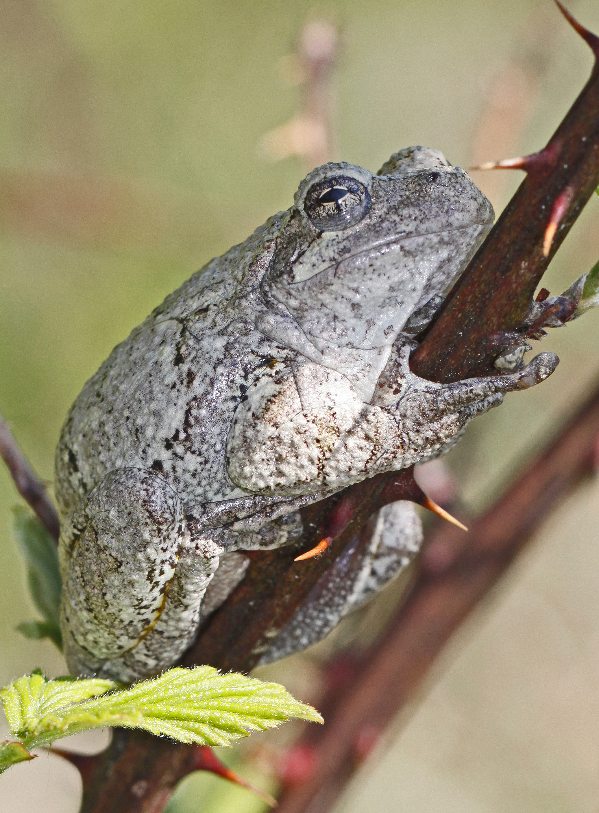 Cope's Gray Tree Frog