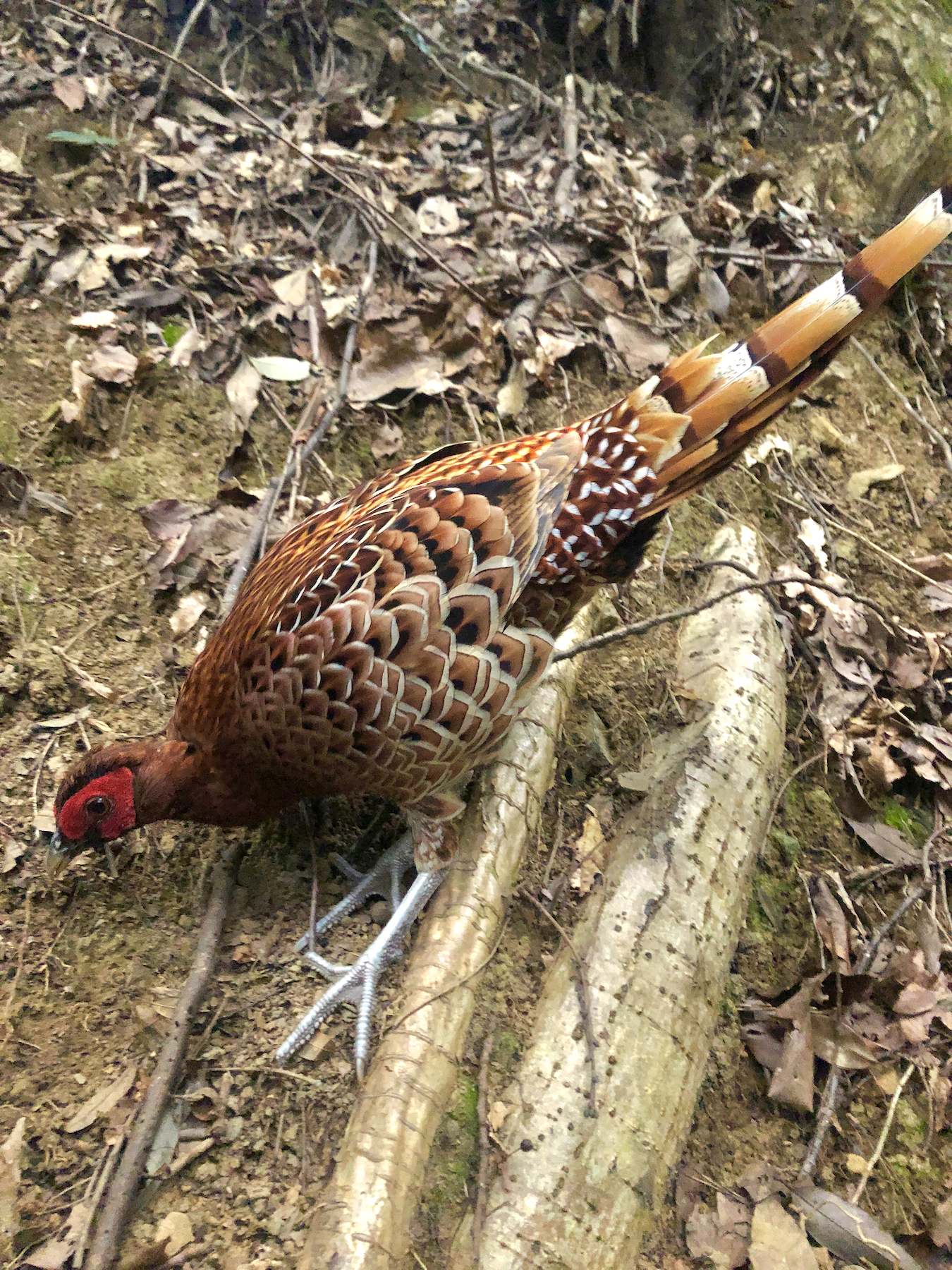 Copper Pheasant