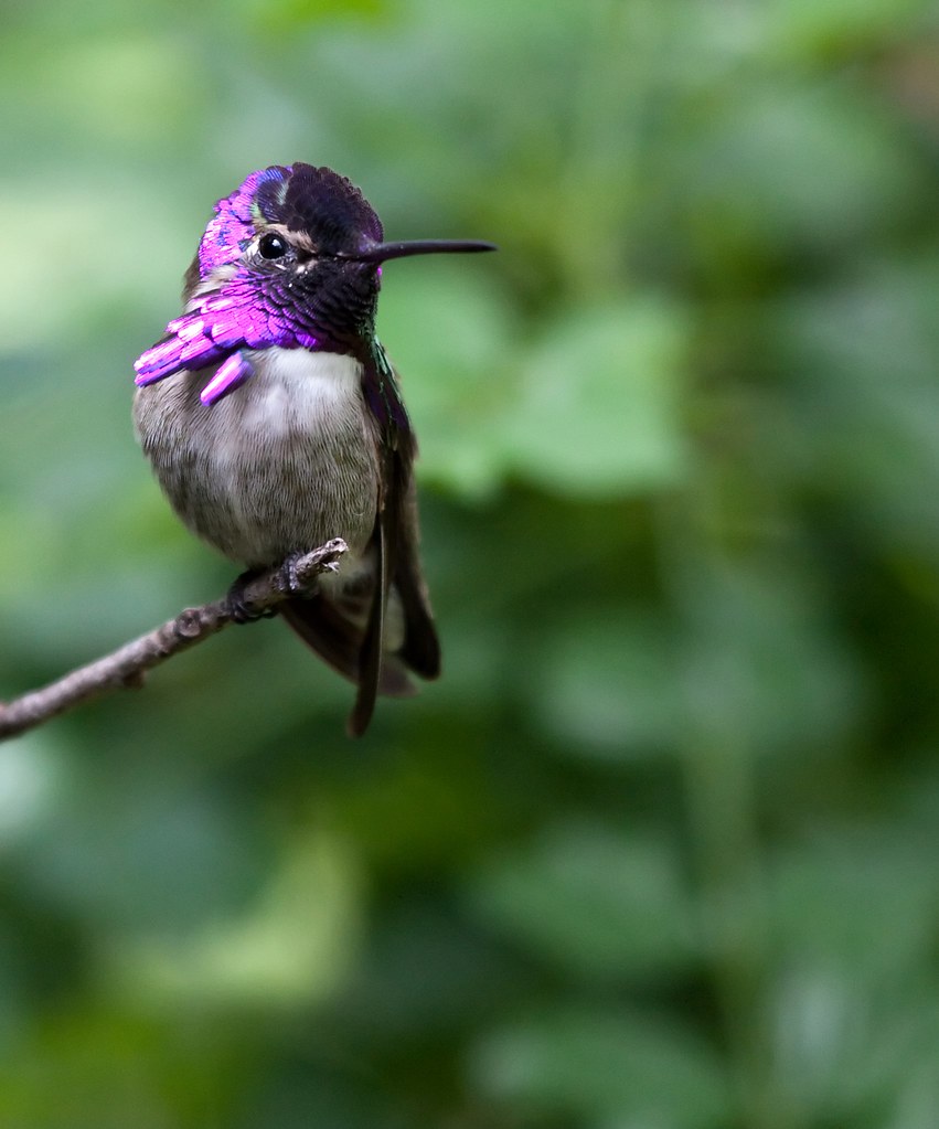 Costa's Hummingbird