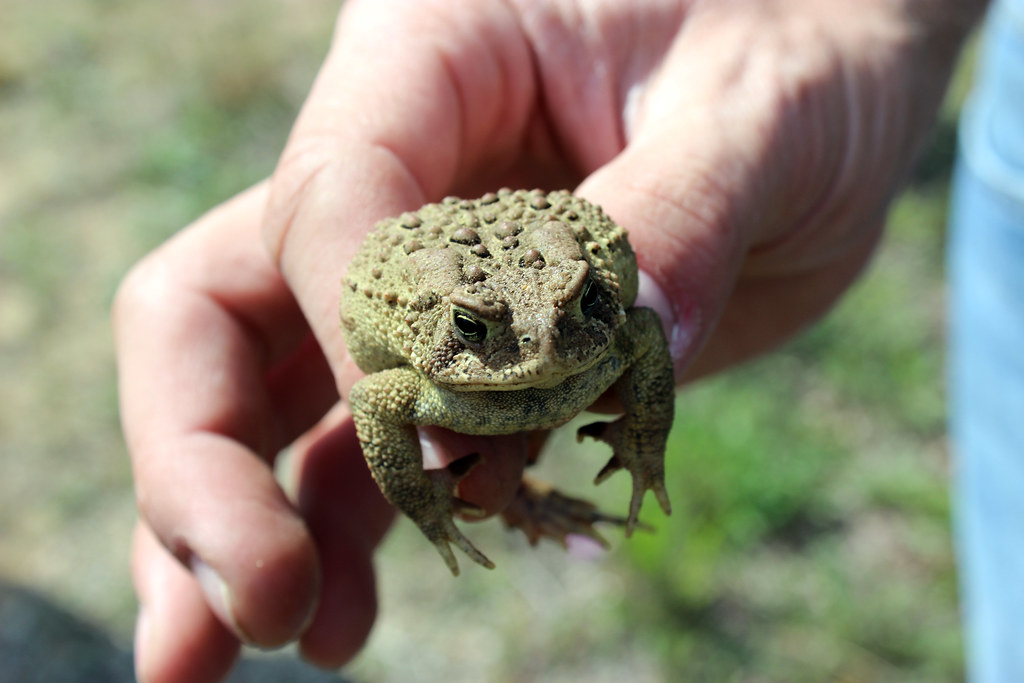 Eastern American Toad