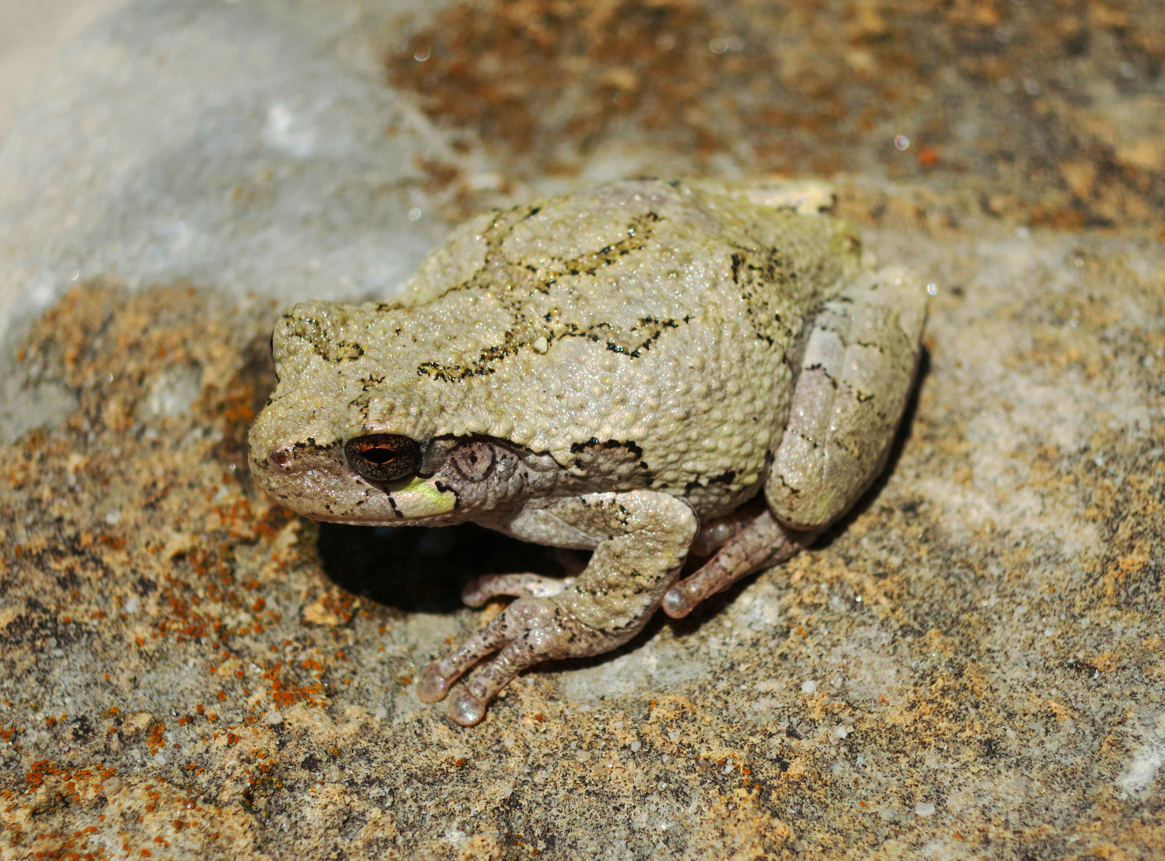 Eastern Grey Tree Frog