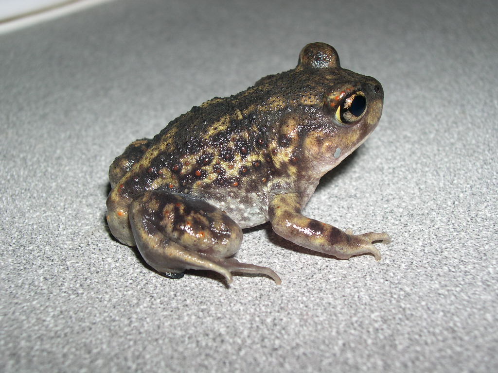 Eastern Spadefoot