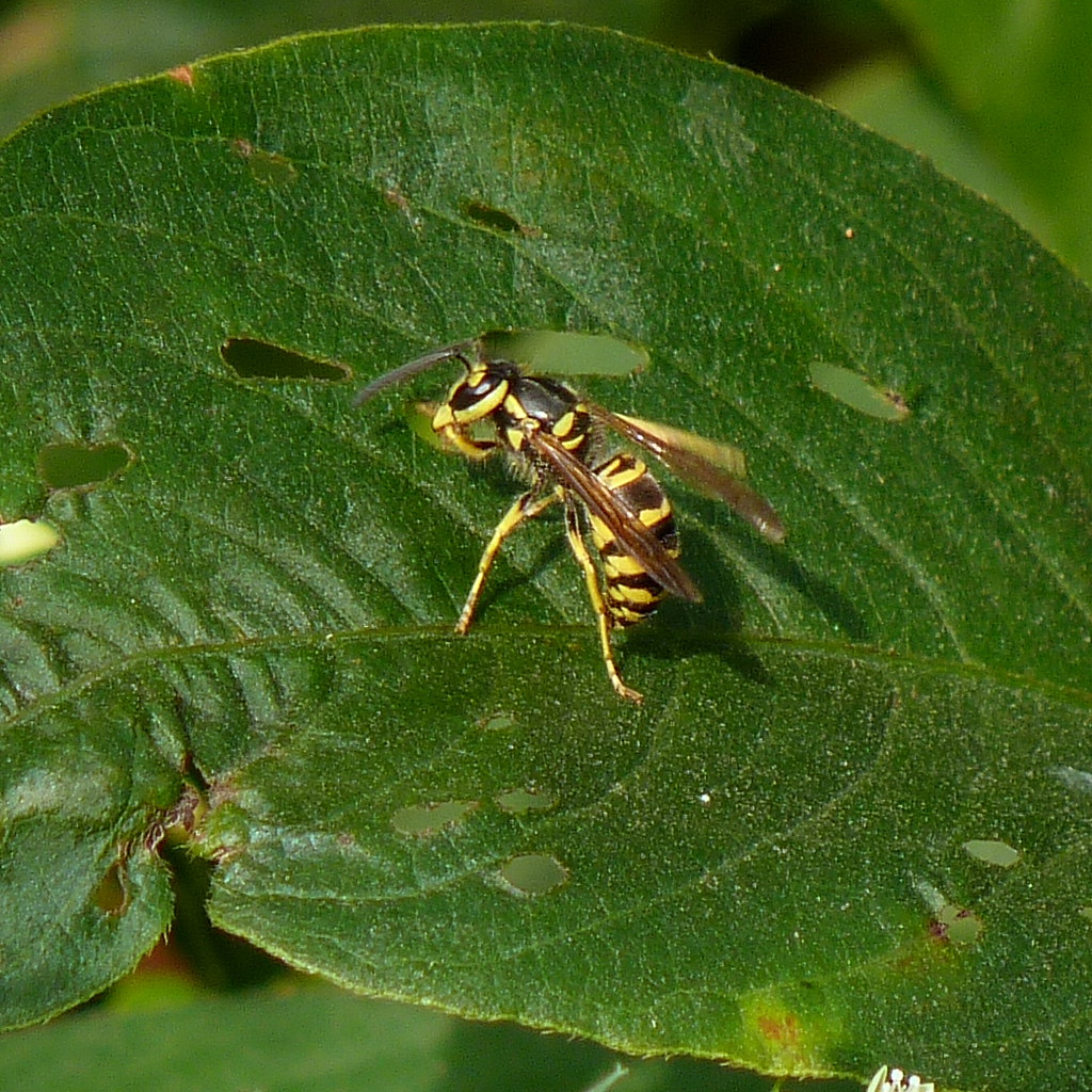 Eastern yellowjacket