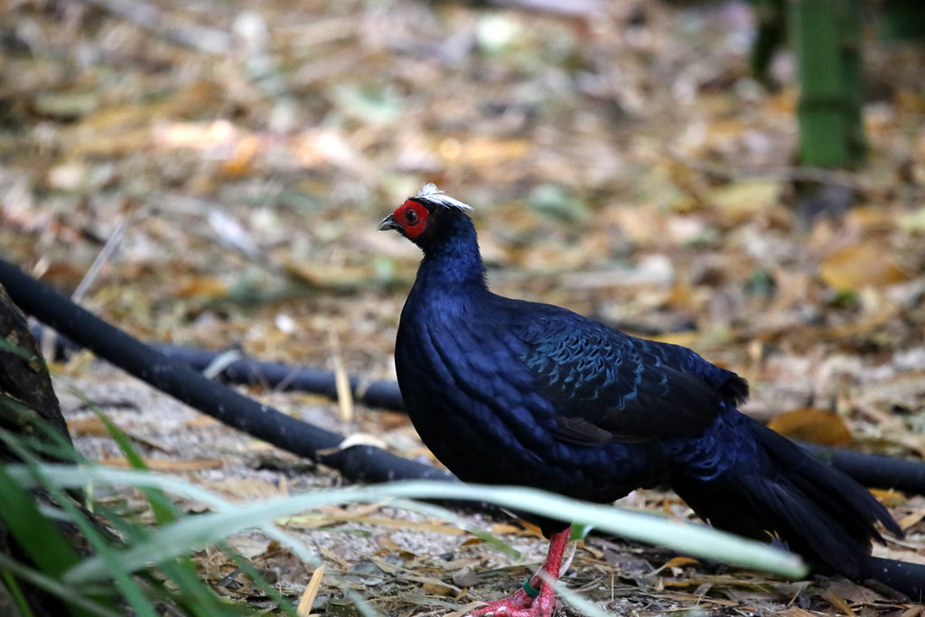 Edward's Pheasant