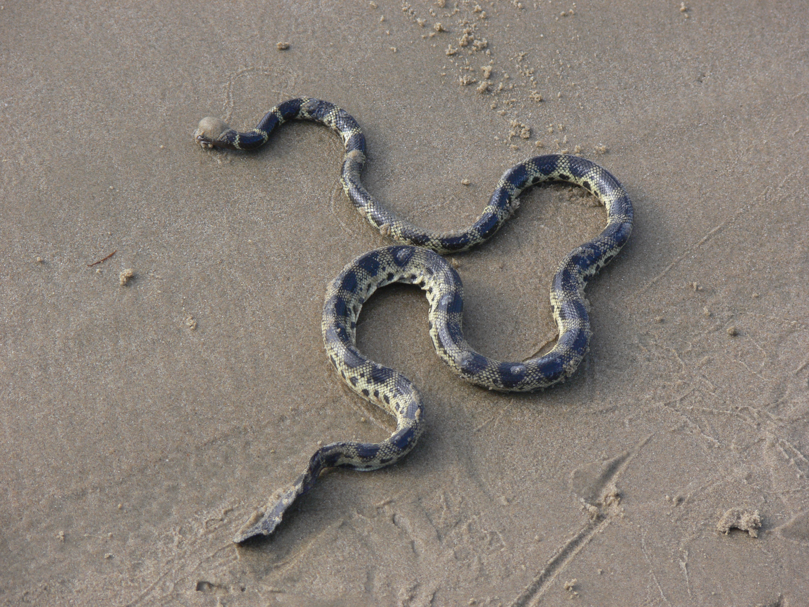 Elegant Sea Snake