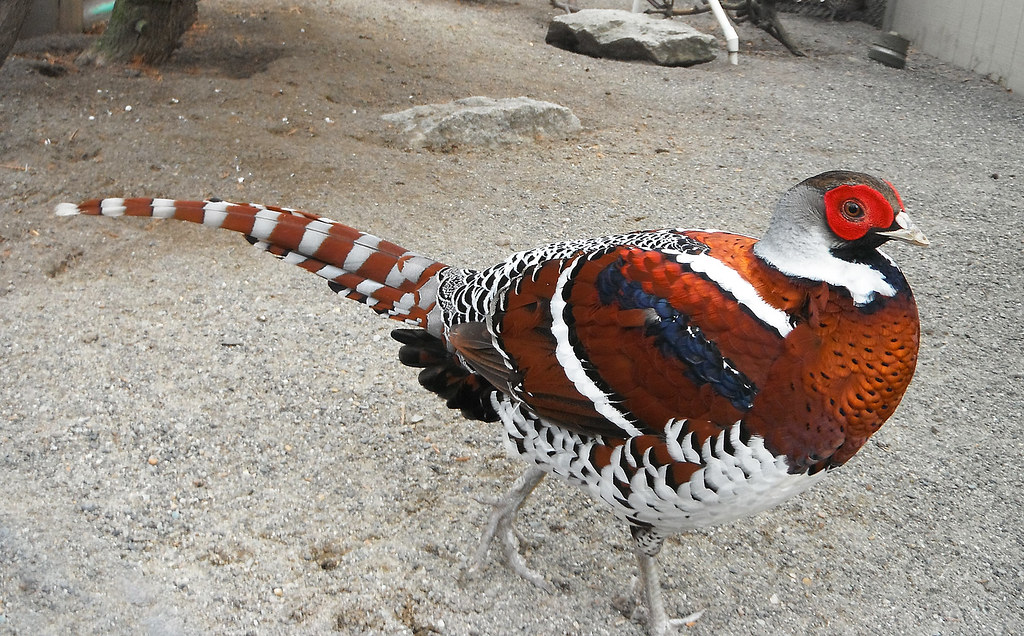 Elliot's Pheasant