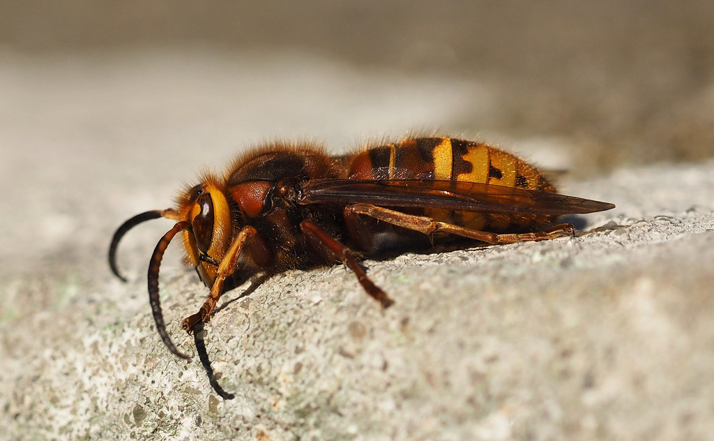 European Hornet
