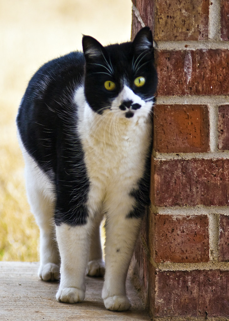 Facts About Tuxedo Cats