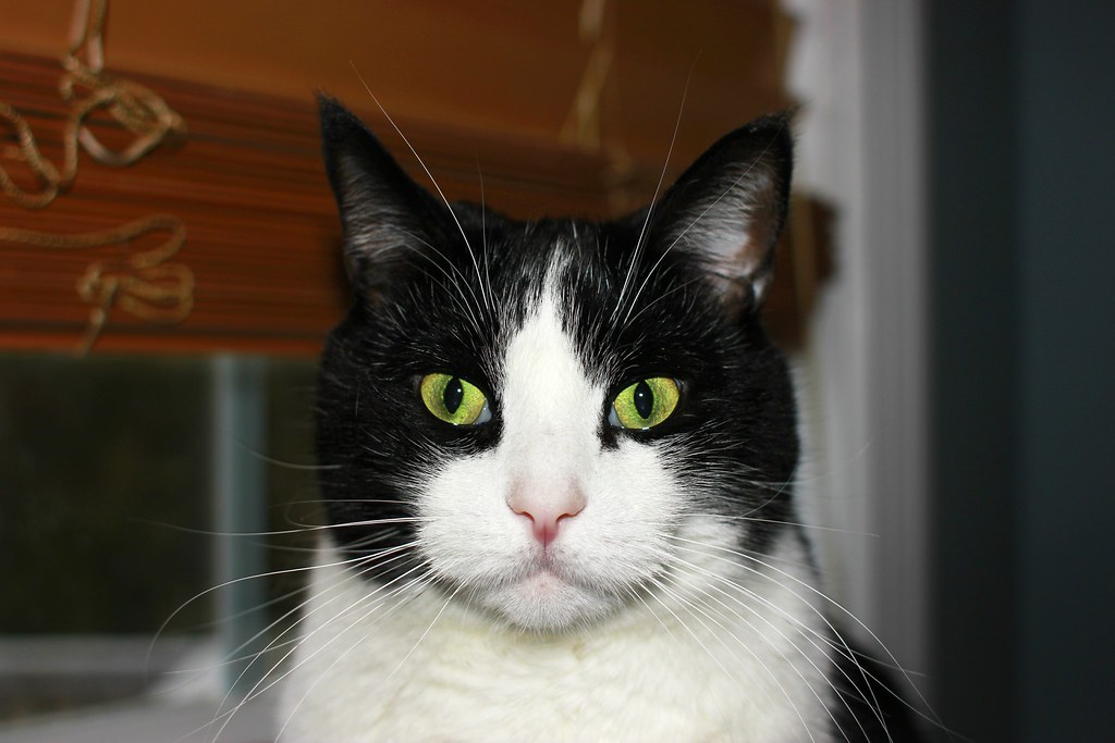 Facts About Tuxedo Cats