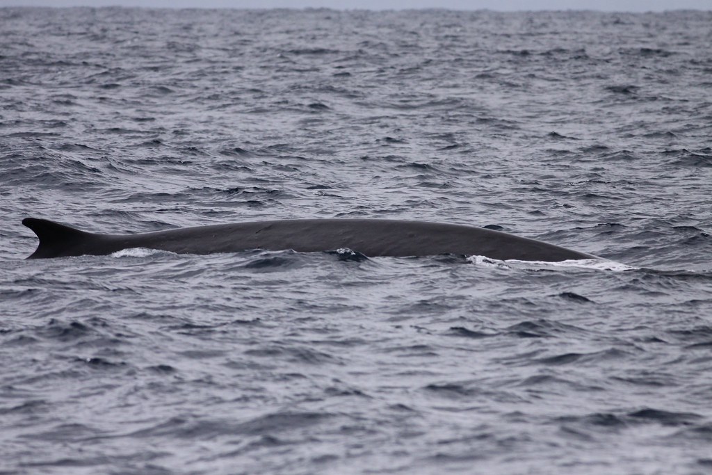 Fin Whale