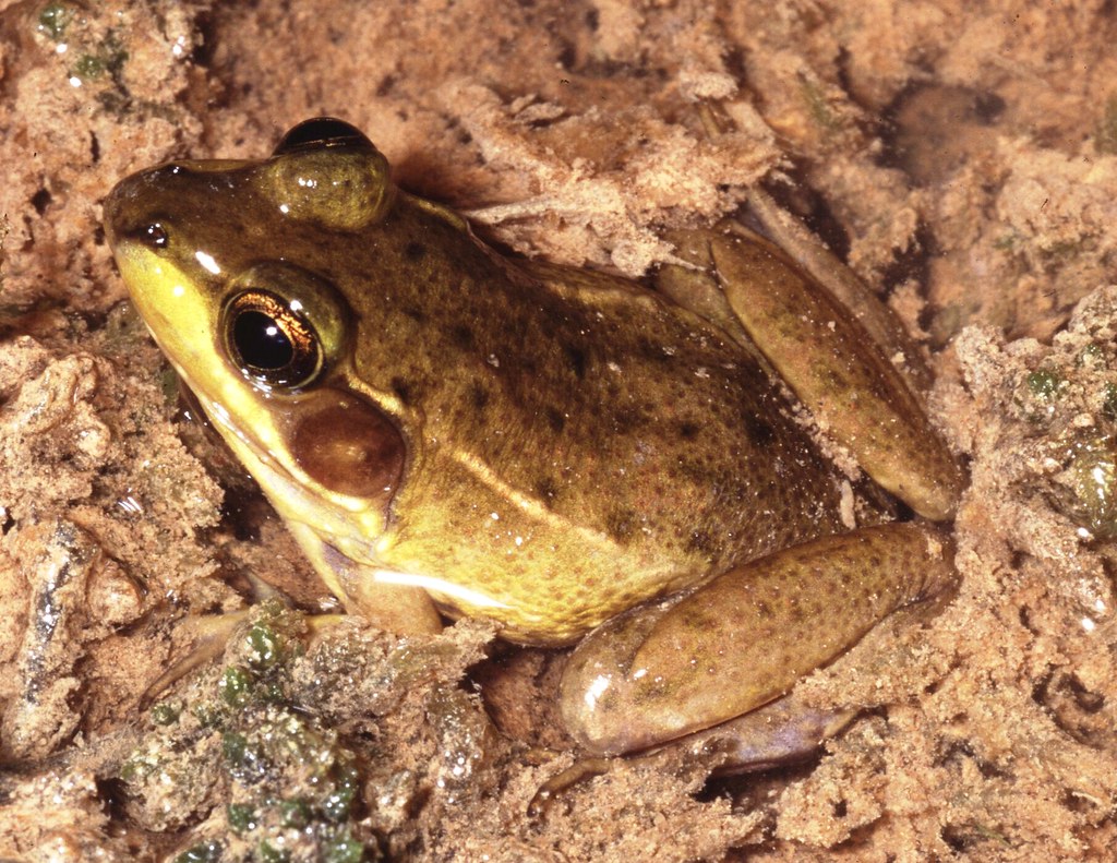 Florida Bog Frog