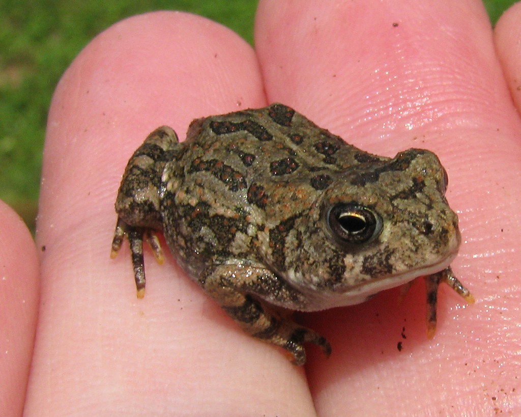 Fowler's Toad