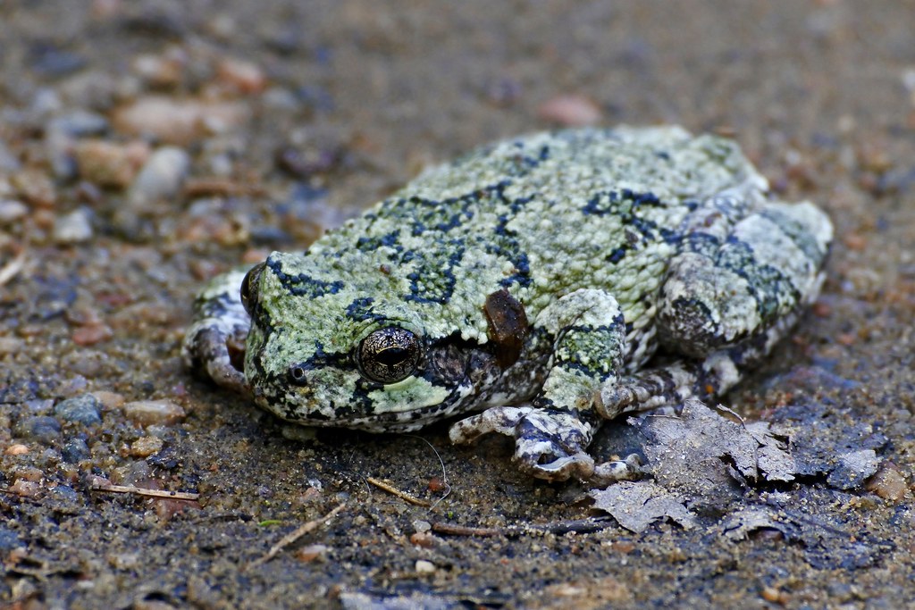 Gray Treefrog