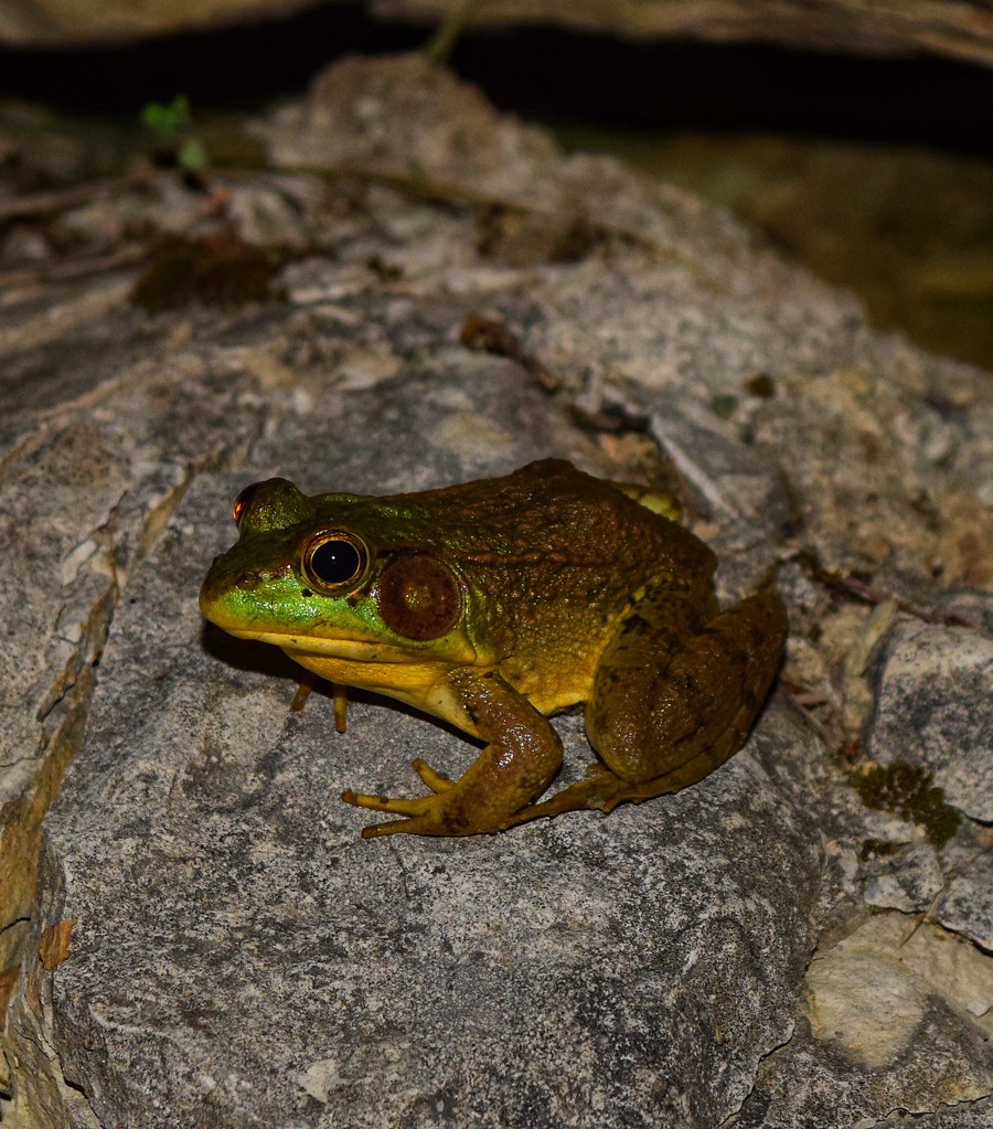 green frog (Lithobates clamitans)