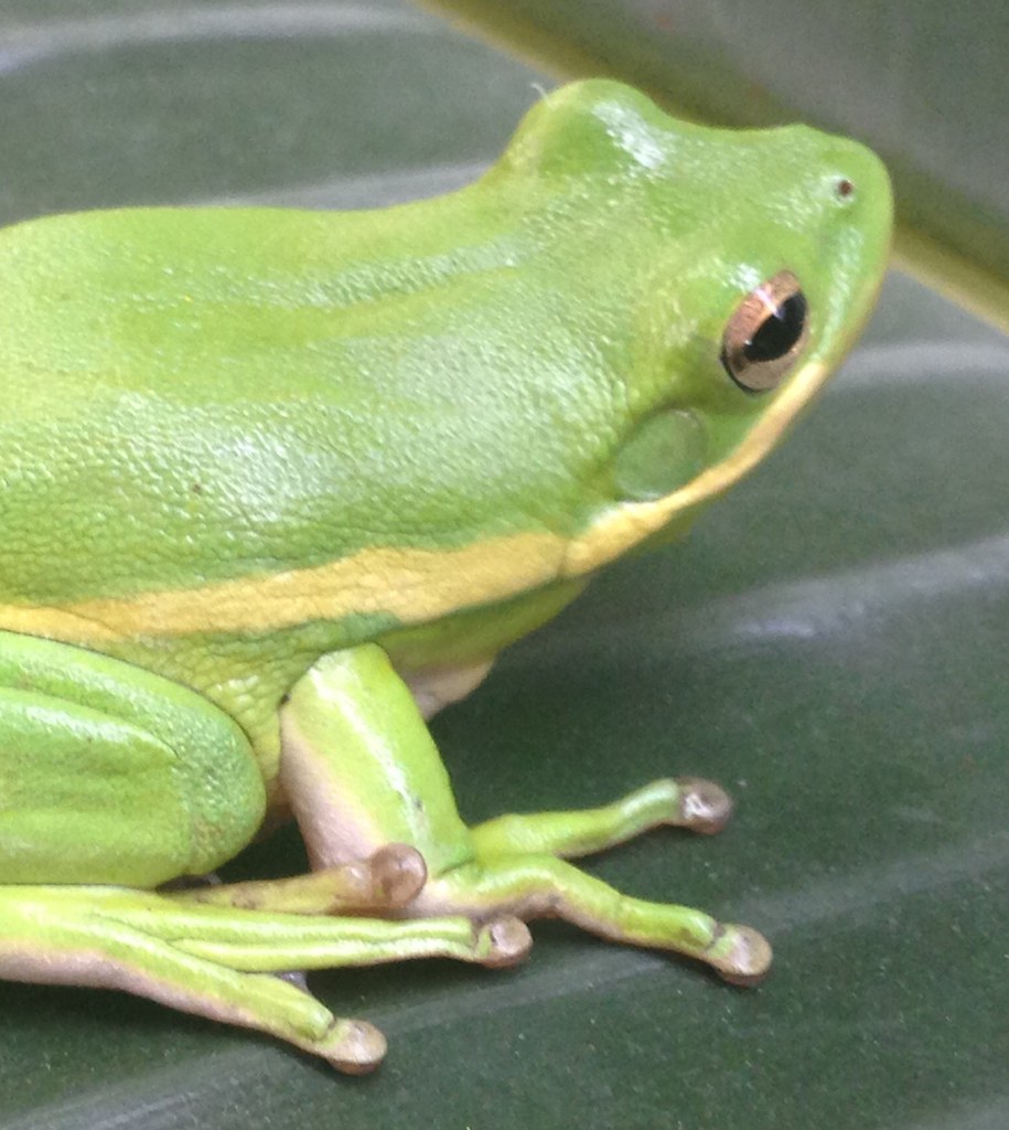 Greenhouse Frog